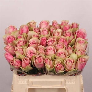 R GR BELLE ROSE