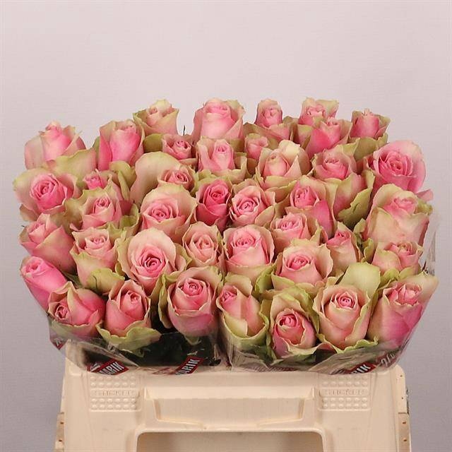 <h4>R GR BELLE ROSE</h4>