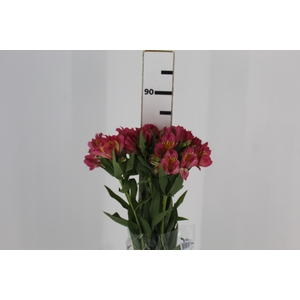 ALSTROEMERIA ALYNA 080 CM