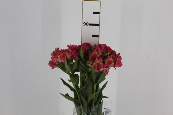 <h4>ALSTROEMERIA ALYNA 080 CM</h4>