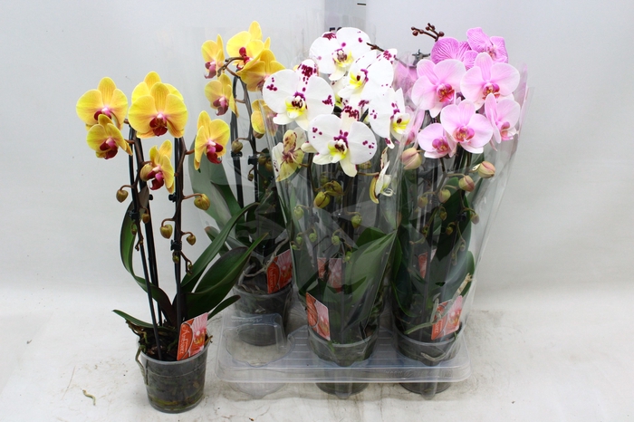 <h4>PHAL EL CASCADE</h4>