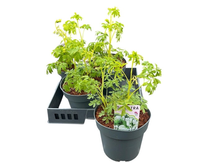 <h4>DICE SP ALBA</h4>