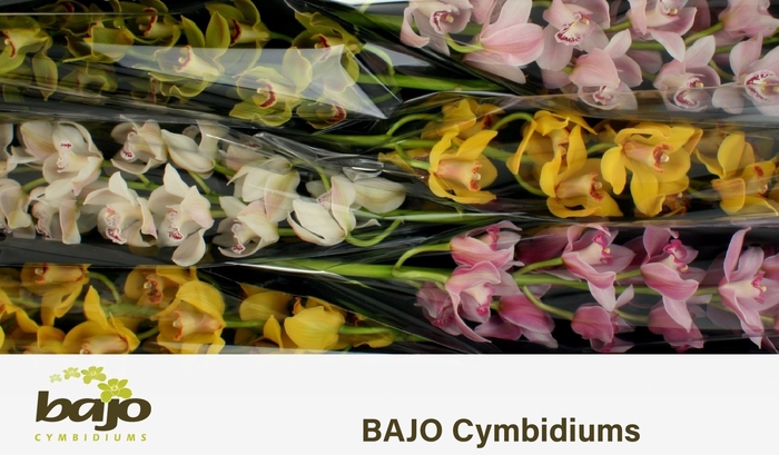 <h4>CYMB T GEM</h4>