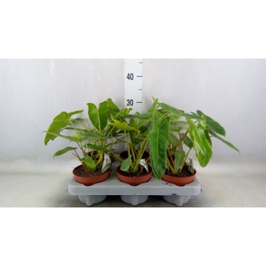 Philodendron   ...
