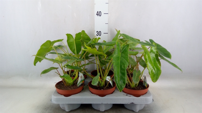 <h4>Philodendron   ...</h4>