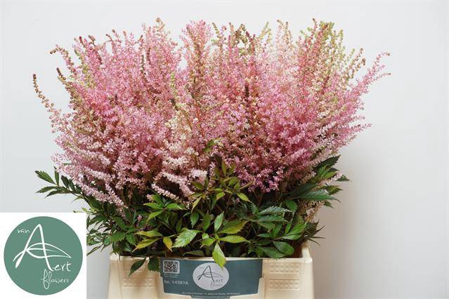 <h4>ASTIL C ROMANZE</h4>