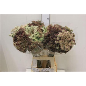 Daucus Carota Dara