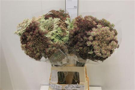<h4>Daucus Carota Dara</h4>