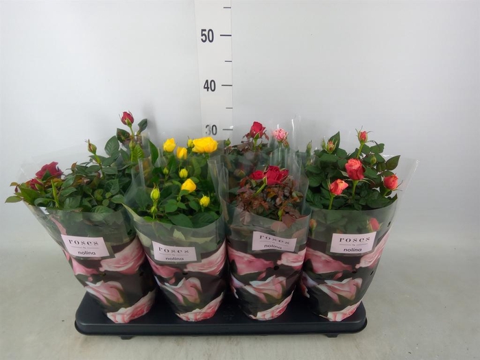 <h4>Rosa  'Patio-Hit'   ...mix 5</h4>