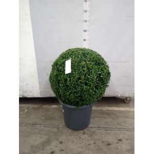 Buxus semp.   ...