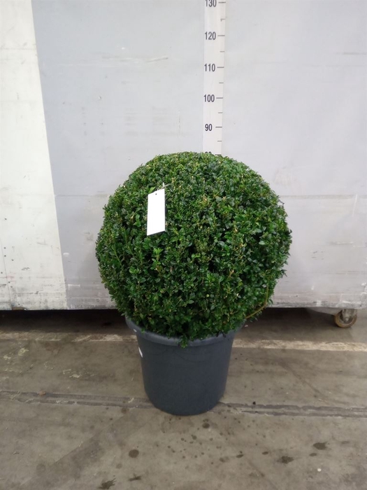 <h4>Buxus semp.   ...</h4>