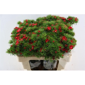 Di Barb Breanthus Amras Red