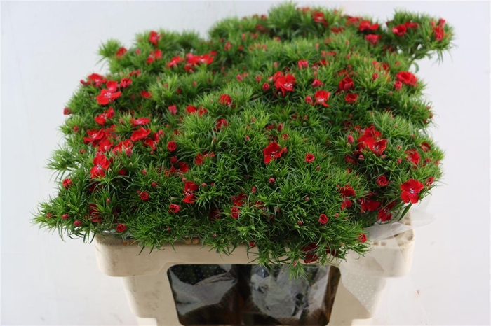 Di Barb Breanthus Amras Red