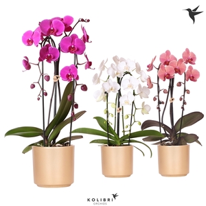 Kolibri Orchids Cascade Niagara fall in Simplicity pot gold