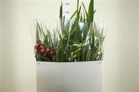 Cymbidium Gem 2 Branches