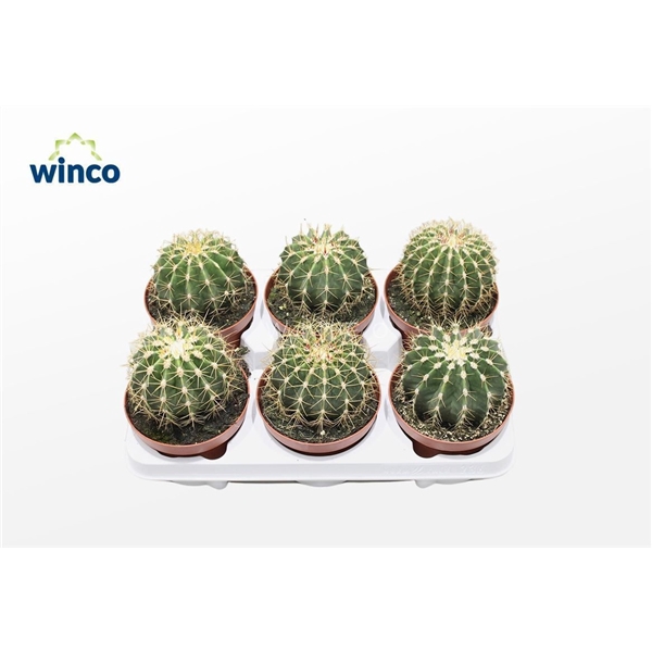 <h4>Ferocactus Schwarzii</h4>