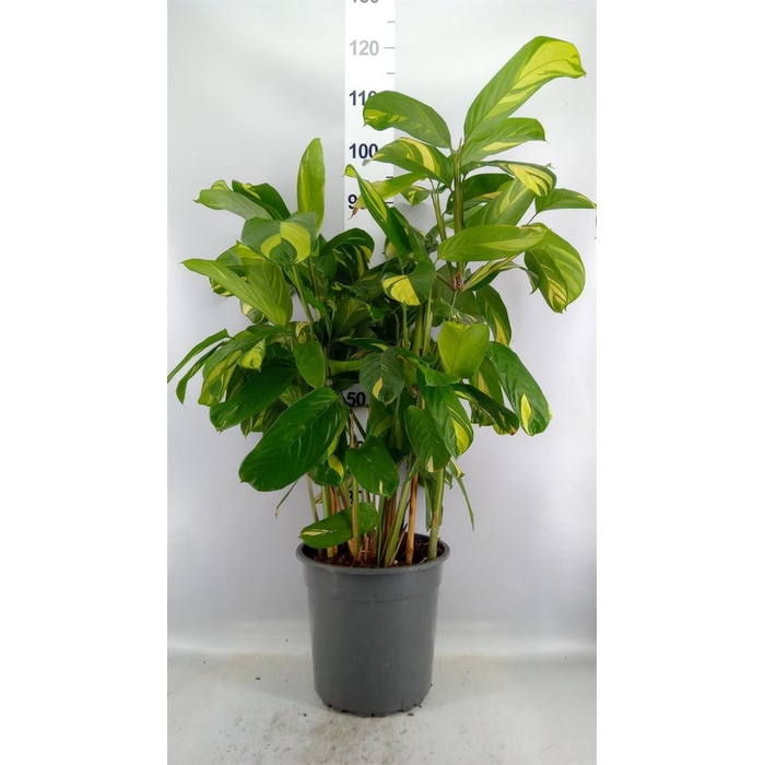<h4>Ctenanthe pilosa 'Mosaic'</h4>