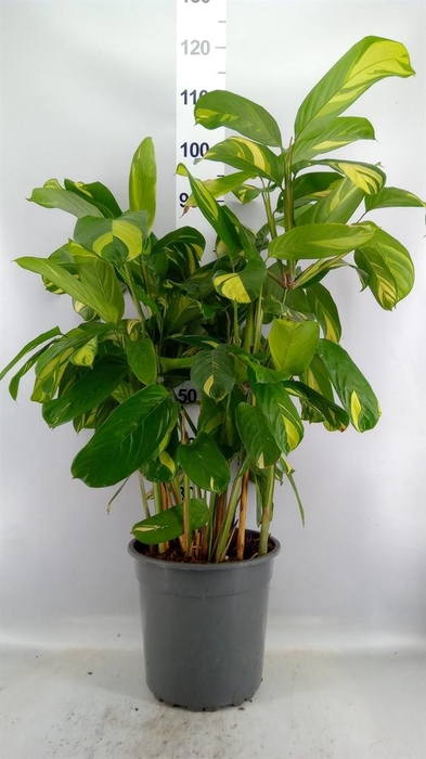<h4>Ctenanthe pilosa 'Mosaic'</h4>