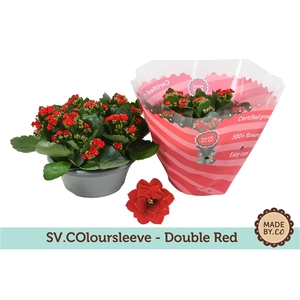 Kalanchoë Double Red in SV.COloursleeve