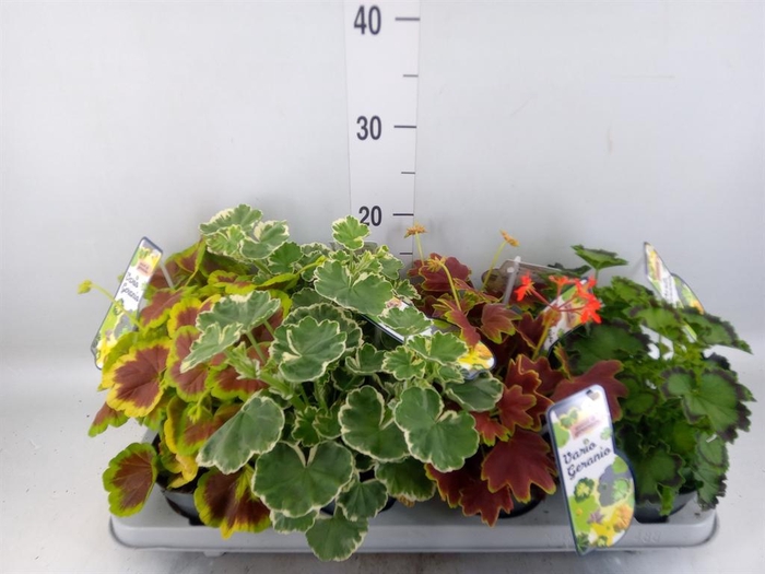 <h4>Pelargonium zona.   ...mix</h4>