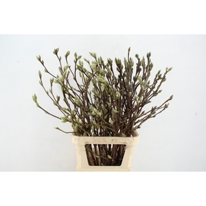 MAGNOLIA SUPERBA 100CM