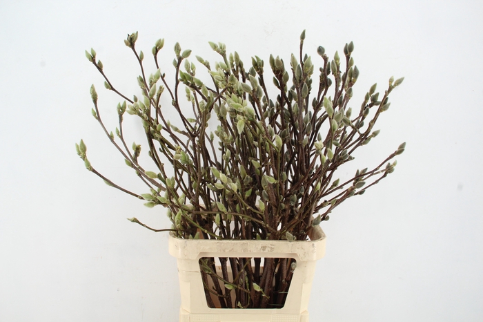 <h4>MAGNOLIA SUPERBA 100CM</h4>
