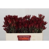 Leucadendron Blush Spray