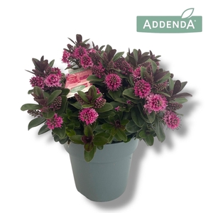 Hebe Vinoa Pink P15 Addenda®