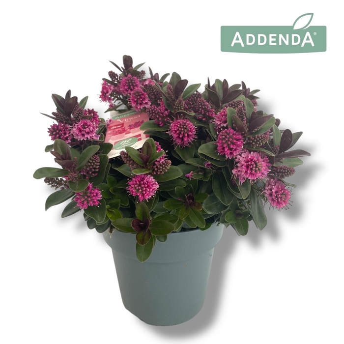 <h4>Hebe Vinoa Pink P15 Addenda®</h4>