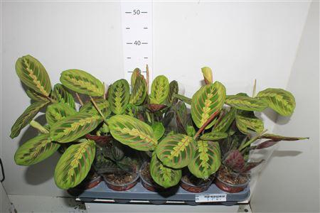 <h4>Maranta Fascinator</h4>