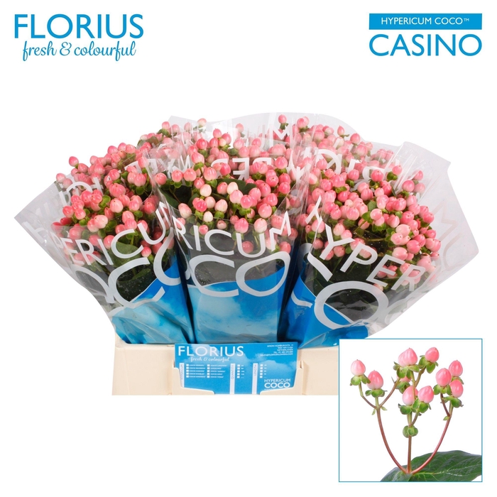 <h4>HYP COCO CASINO</h4>