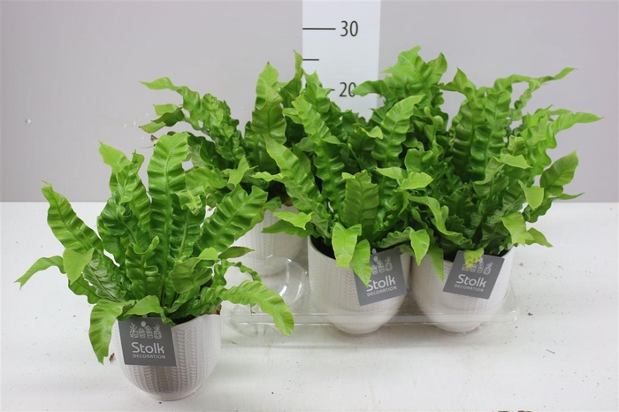<h4>Asplenium Crispy Wave Liv Keramiek</h4>