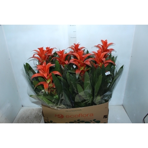 GUZMANIA SKARLATINA P14
