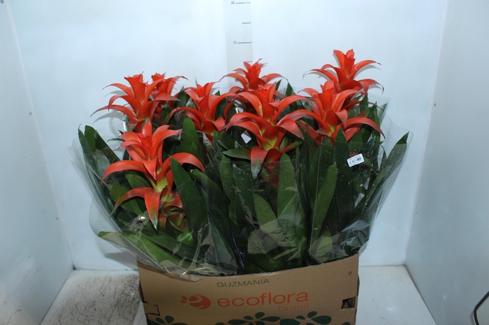 <h4>GUZMANIA SKARLATINA P14</h4>