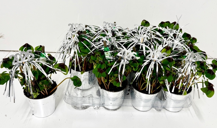 <h4>OXALIS DEPPEI</h4>