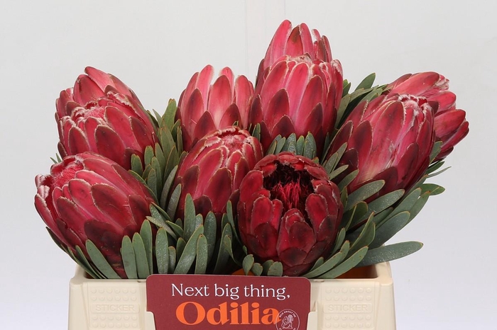 <h4>Protea Venus</h4>