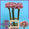 Allium Pink Jewel