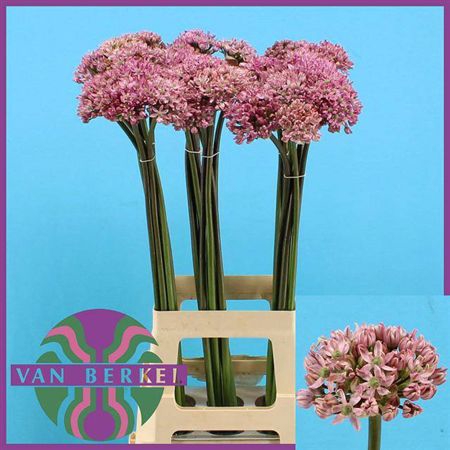 Allium Pink Jewel