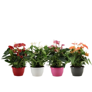 Anthurium 4 color mix in Marly plastic bowl