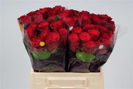 <h4>R Gr Rhodos</h4>