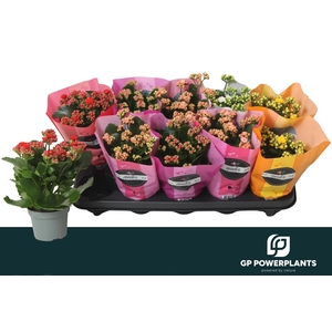 KAL GE PERF GEM 5 KL