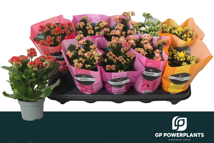 <h4>KAL GE PERF GEM 5 KL</h4>