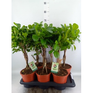 Ficus microcarpa 'Moclame'