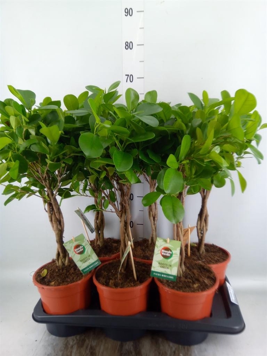 <h4>Ficus microcarpa 'Moclame'</h4>