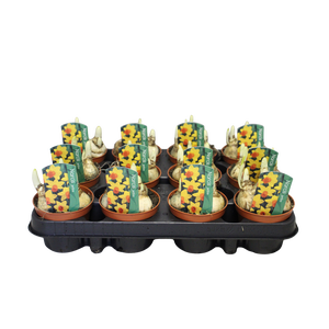 Bol op pot Narcis Jetfire