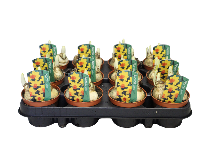 <h4>Bol op pot Narcis Jetfire</h4>