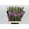 Antirrhinum Potomac Lavender