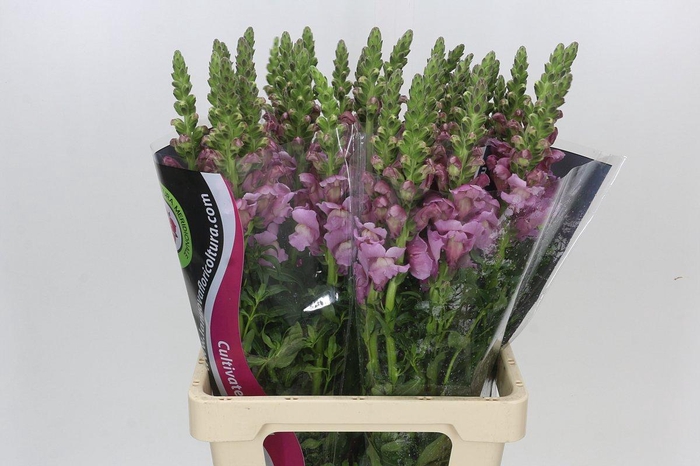 Antirrhinum Potomac Lavender