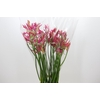 Nerine Pearl of Cherry