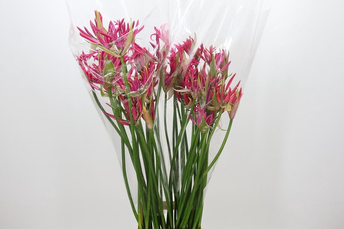 Nerine Pearl of Cherry